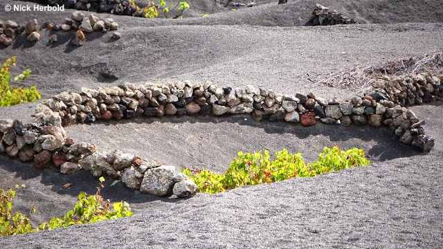 Wein auf Lanzarote Wein auf Lanzarote, Weinanbau Lanzarote, Weinreben, Weinstock