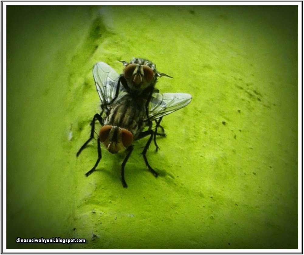 LALAT KAWIN PADA MINGGU PAGI JDSK