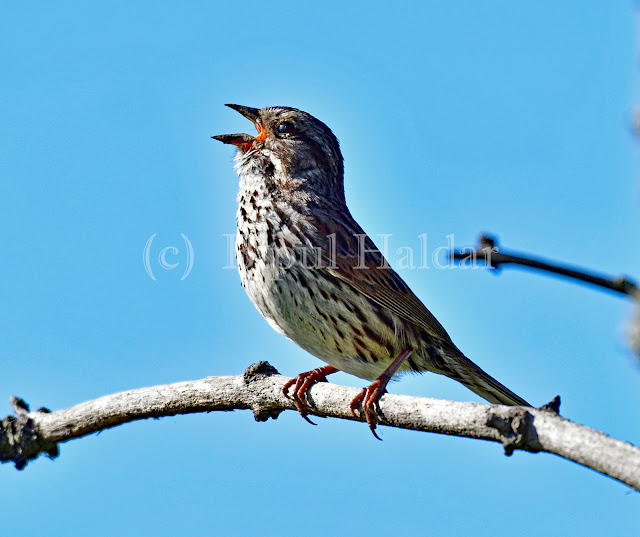 Song Sparrow Singing Song Sparrow Singing