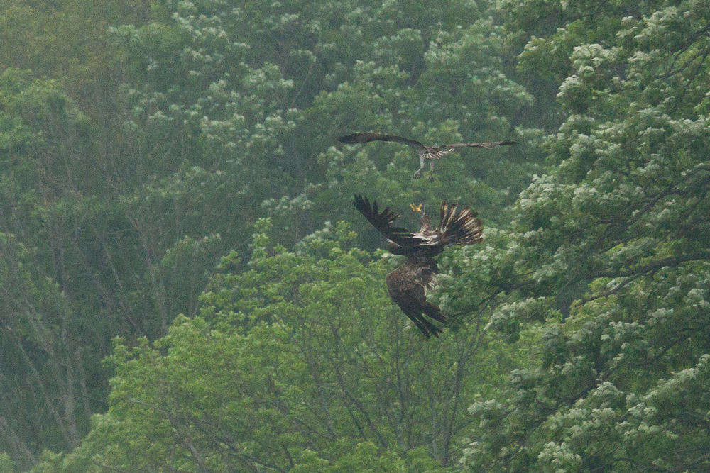 Recent Sightings: Osprey vs. Eagle Muskegon River