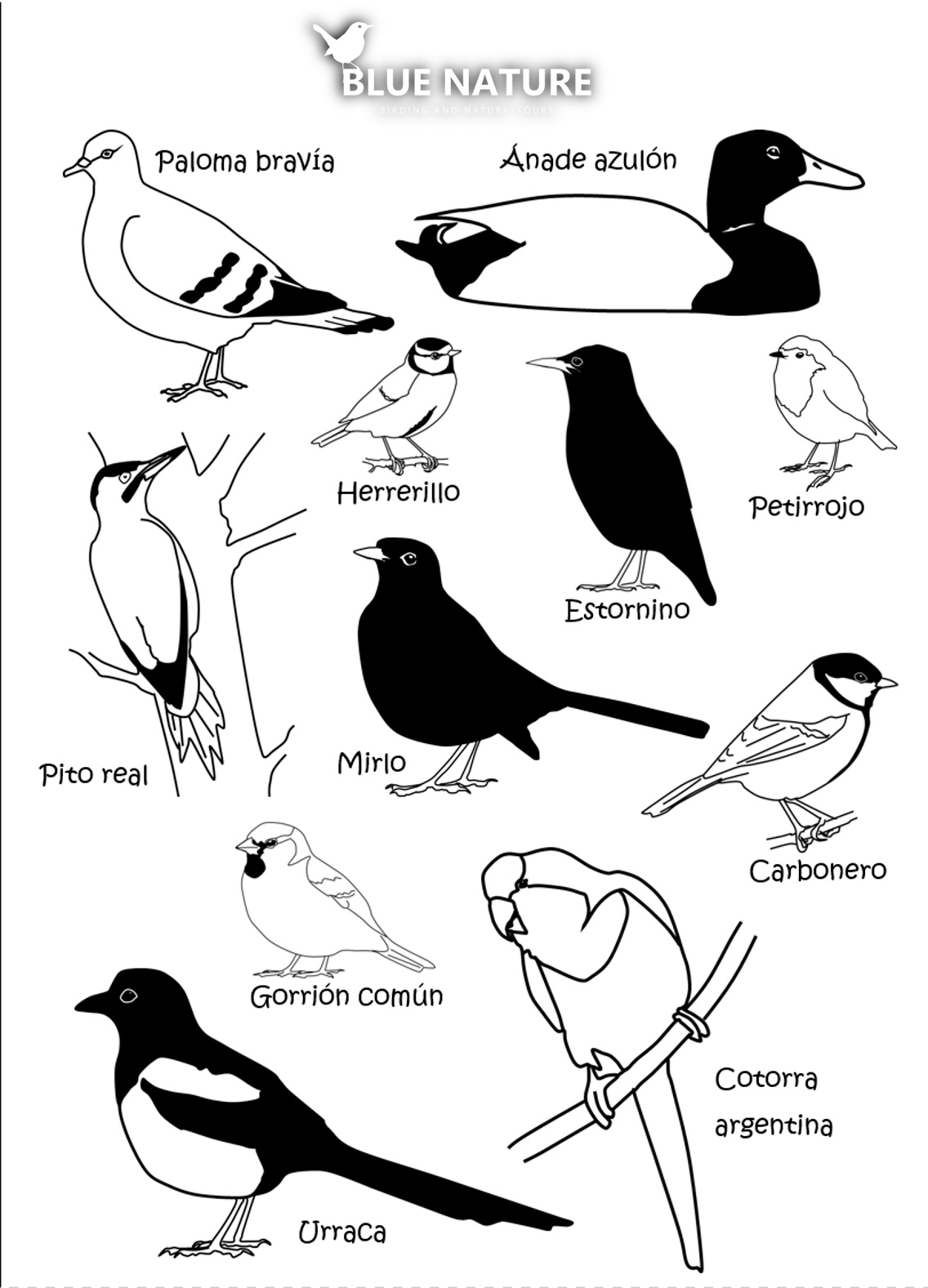 tarde gorra abortar Blue Nature, el blog: Aves comunes de parques y jardines para empezar