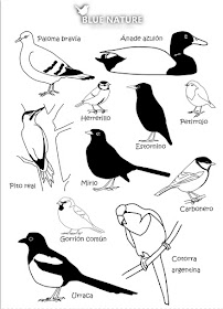 Aves comunes de los parques urbanos