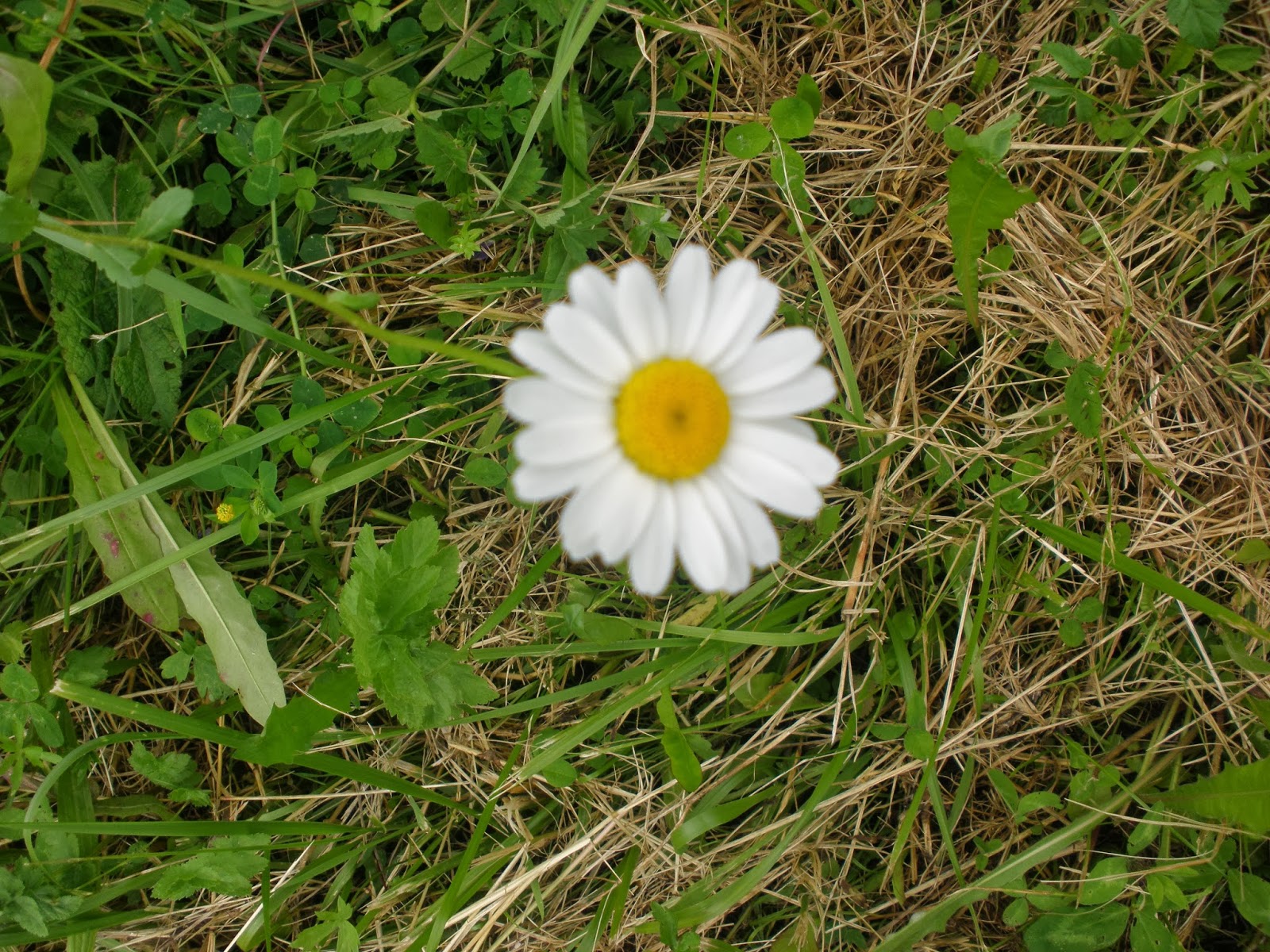 Di fiore in fiore: Margherita