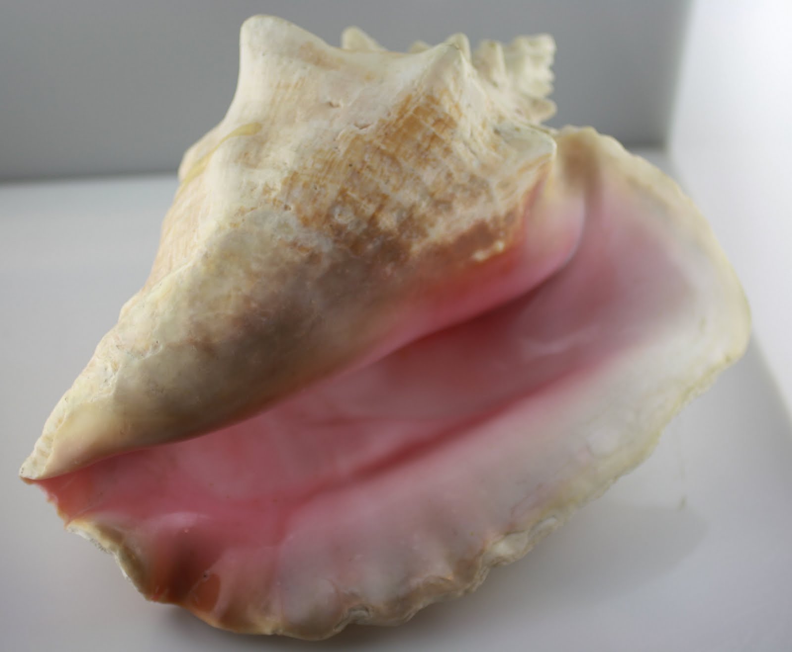 More than sparkle Types of cameo shells