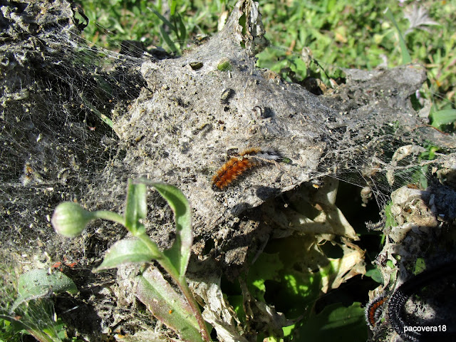 CH´USAY Ocnogyna baetica