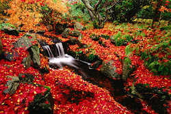 leaves river fall landscapes wallpapers falling landscape pc stunning autumn flowers screensavers desktop leaf backgrounds flower scenery pretty garden nature