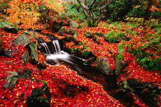 Red Leaves and River Stunning Landscape HD Wallpaper