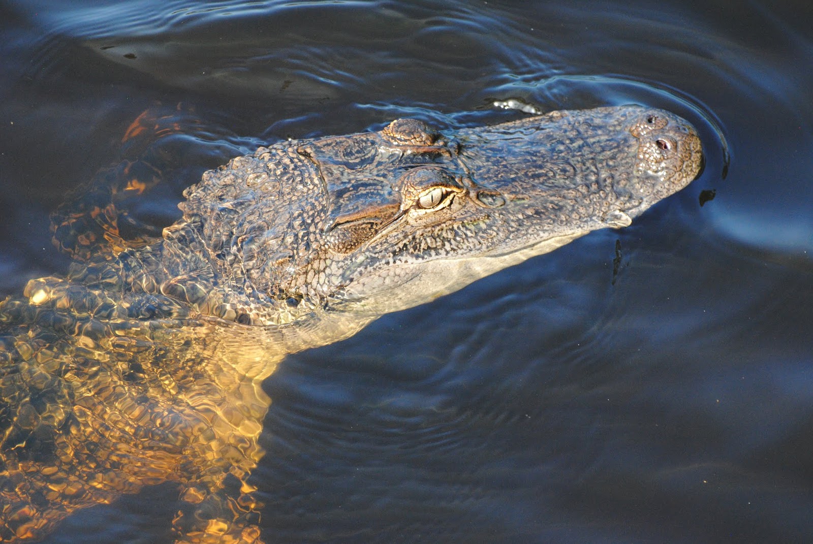 the Grabers Birds on Dauphin Island (and alligators!)