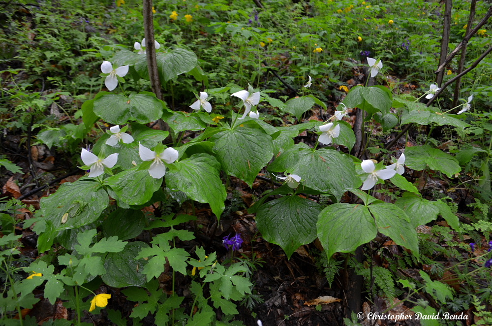 Illinois Botanizer 7 Amazing Spring Wildflower Hikes in