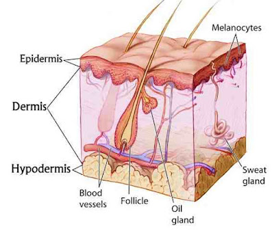 Basic Structure of Our Skin