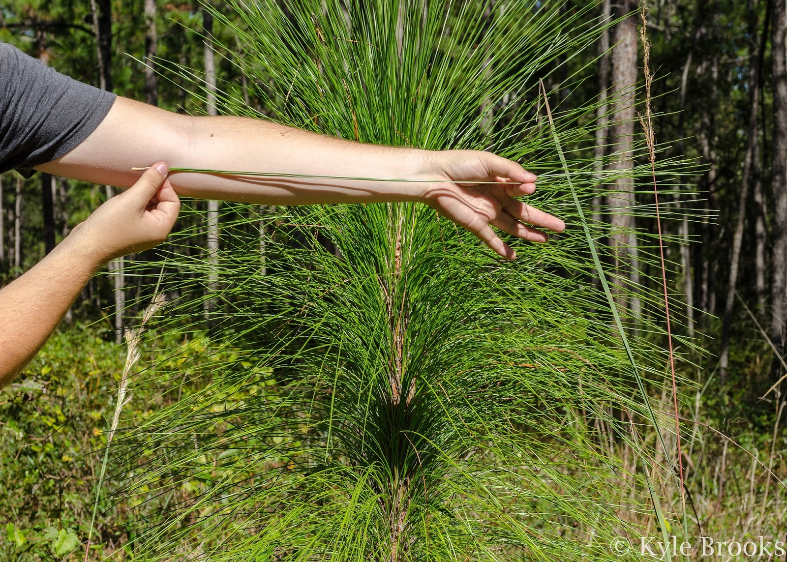 On the Subject of Nature Longleaf Pines Forests and RedCockaded