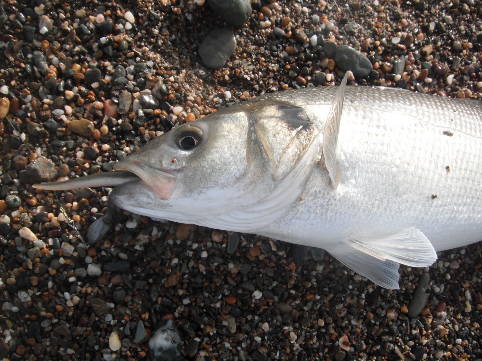 South East Lure Angling A few early morning bass.....