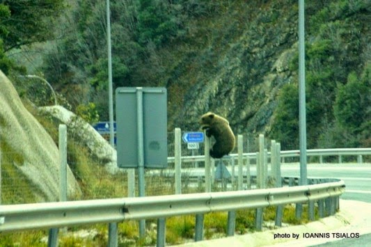 Ήπειρος: Το πανέμορφο αρκουδάκι της Εγνατίας Οδού που κάνει θραύση στα social media (ΦΩΤΟ)