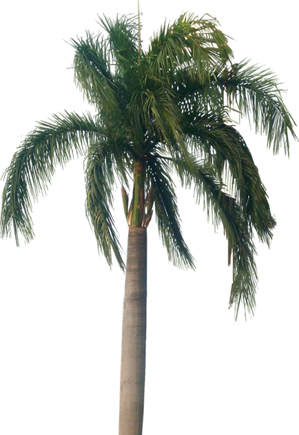 Tutup Kaca: Palm & Coconut Trees Texture