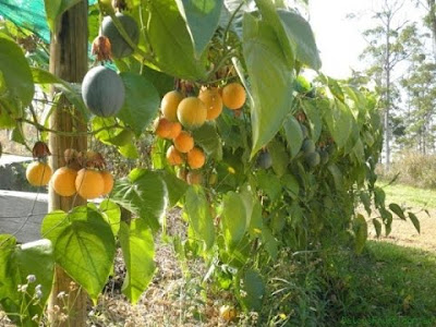 Cây chanh leo Colombia - Giống cây mới siêu lợi nhuận Cay-chanh-leo-Colombia