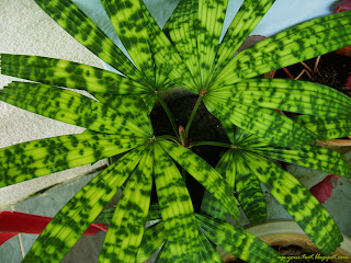 Paradise palm Licuala Mapu, Mapu palm