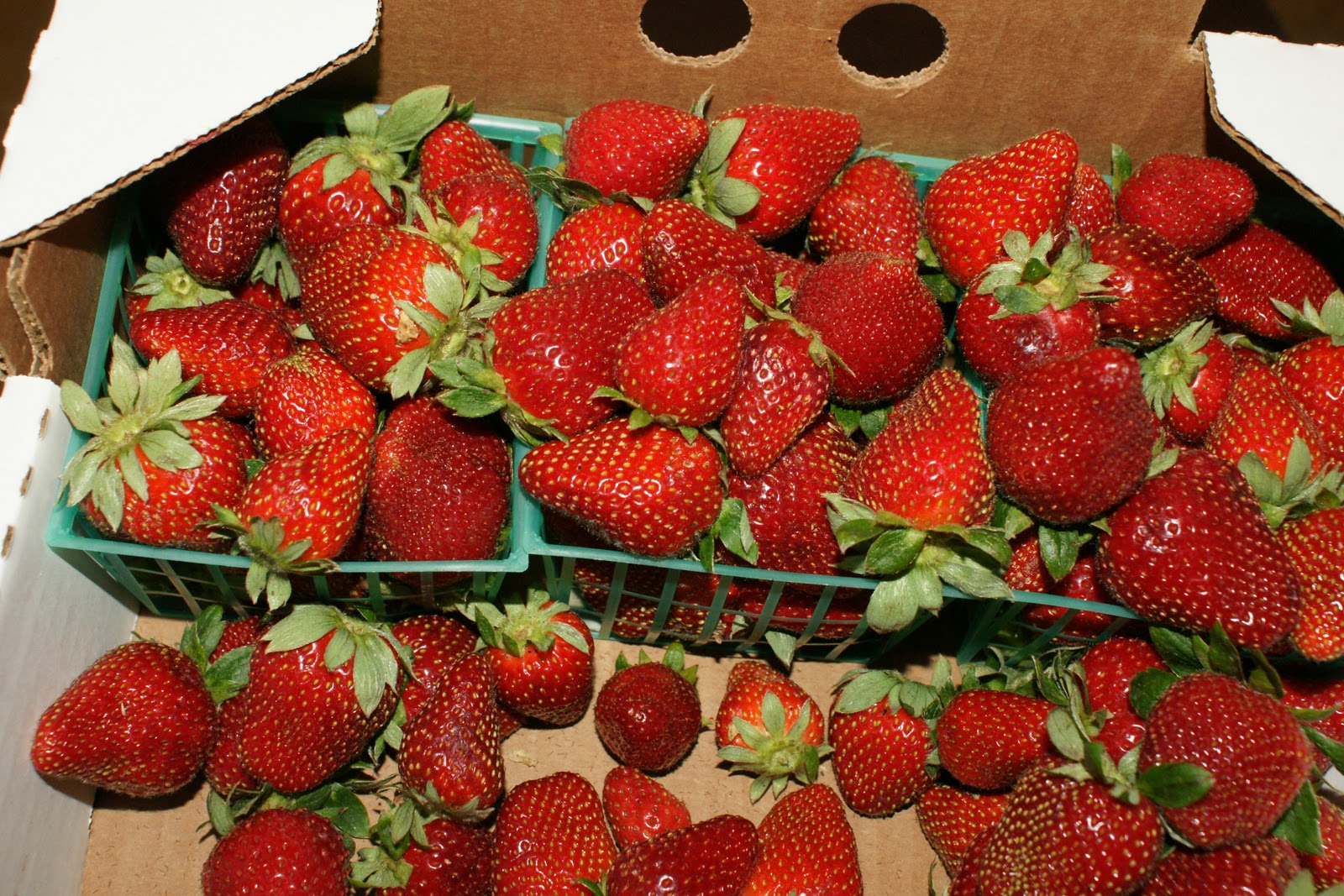 Backyard Urban Gardening Grow Your Own Food Strawberries