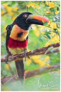 Fiery-billed Aracari (Pteroglossus frantzii) eating macano (Diphysa americana) flowers