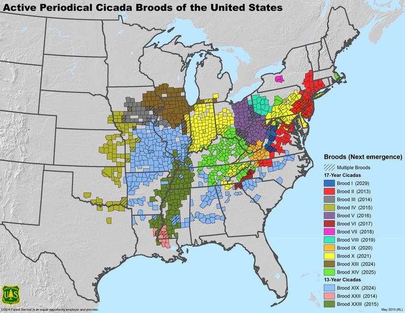 Active periodical cicada broods of the U.S.