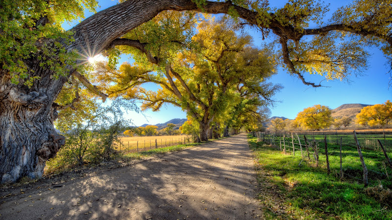 Surreal Autumn View