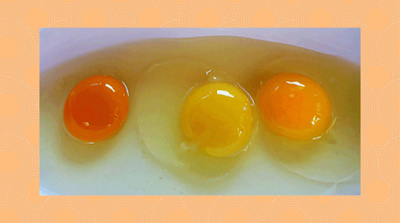 WHICH ONE OF THESE EGG YOLKS LOOKS MOST NORMAL TO YOU?