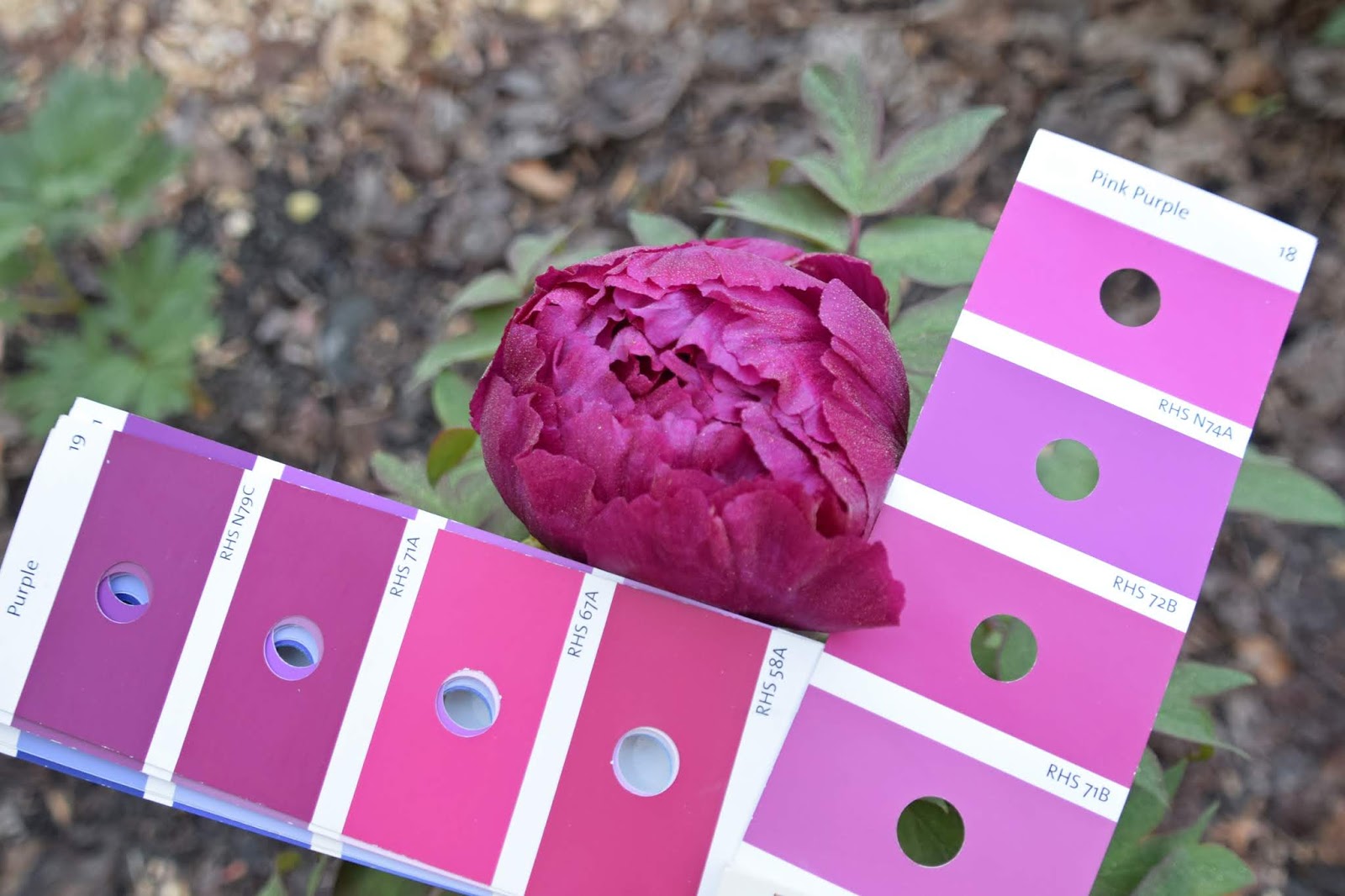 Southern Peony 2020 Southern Peony RHS Color Matching