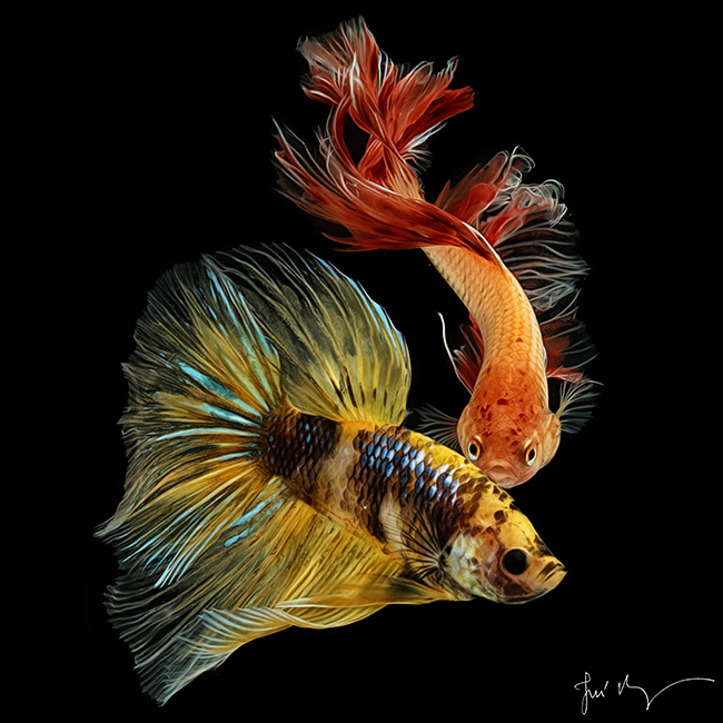 Betta Fish Wallpaper For Android - Ikan Cupang Hias Koi ...