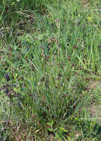 Heath Wood-rush, Luzula multiflora.  Joyden's Wood, 12 May 2012.
