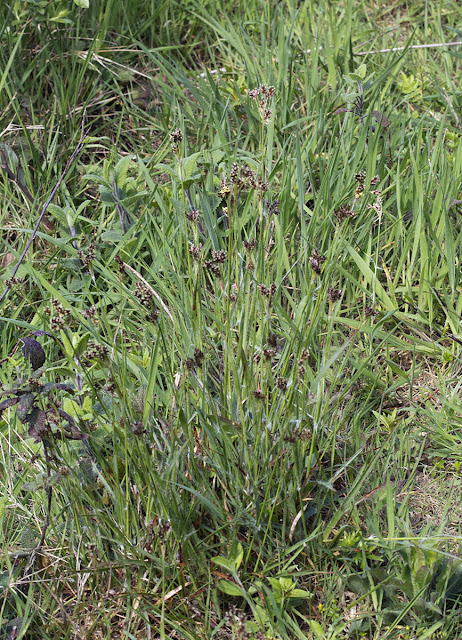 Heath Wood-rush, Luzula multiflora.  Joyden's Wood, 12 May 2012.