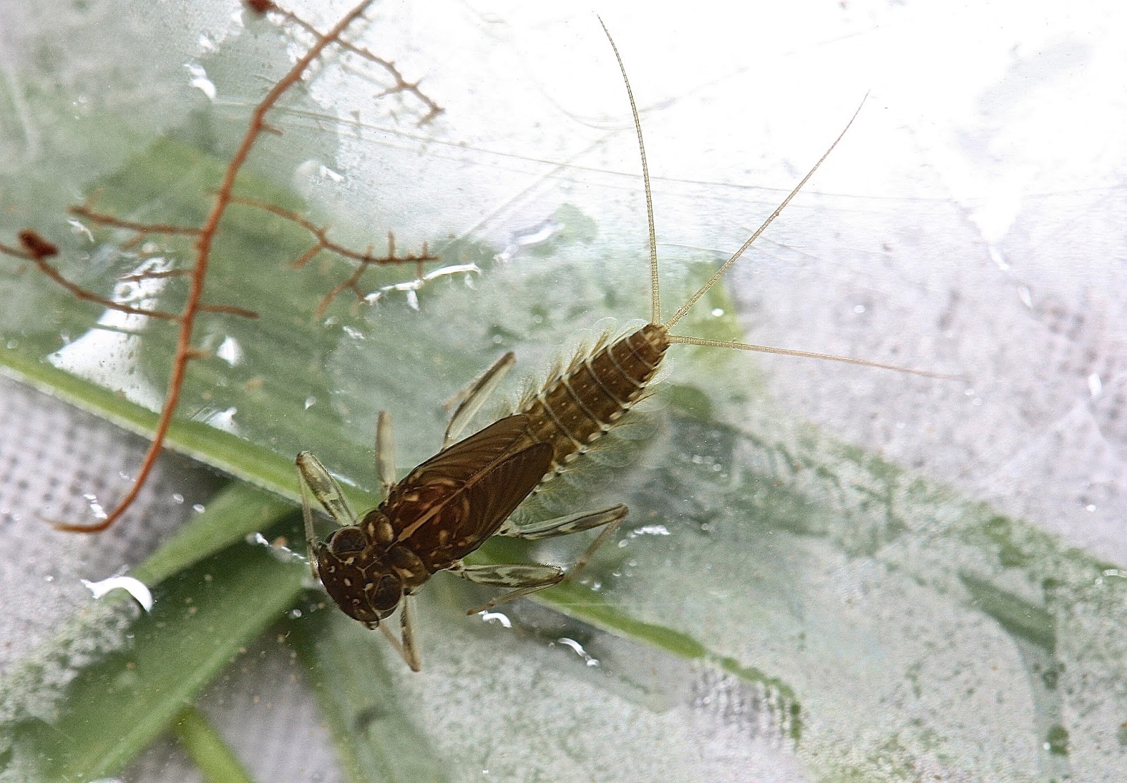 Aquatic Insects of Central Virginia: Cinygmula subaequalis in the small ...