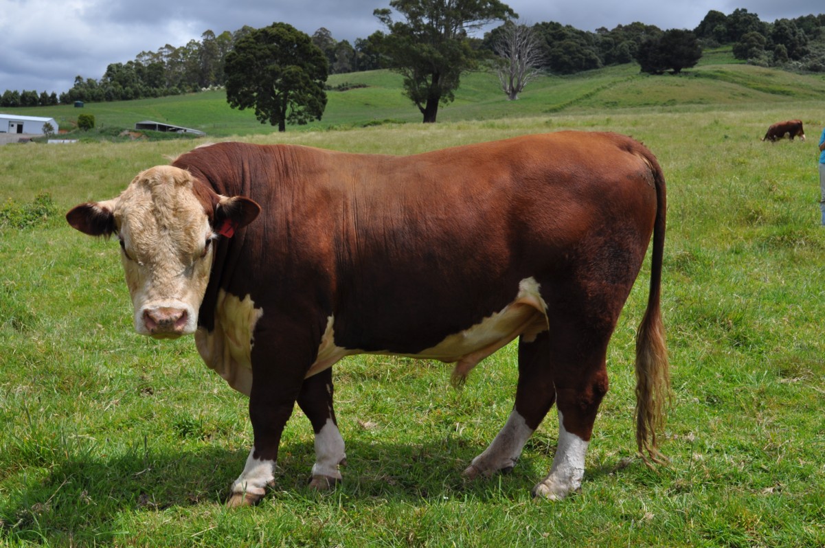 Leven River Farm Monty the Hereford Bull
