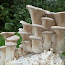Fresh King Oyster Mushrooms