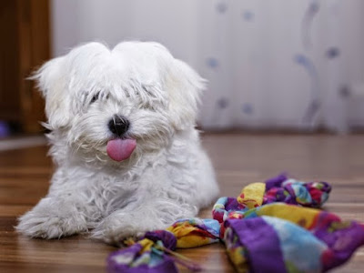 Civilizar un bichon manejar a un bichon maltes