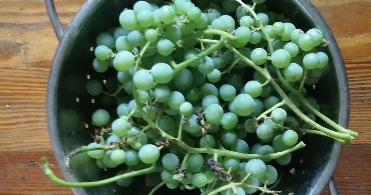 Scrumptious... Green grape jam