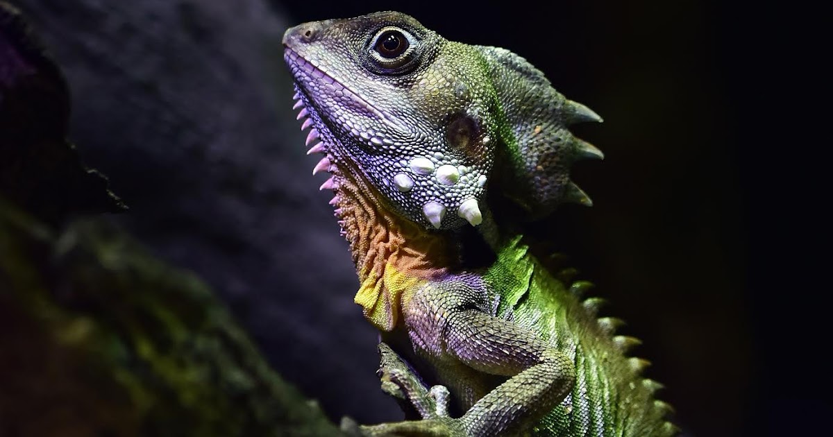 bearded-dragon-leash-loop