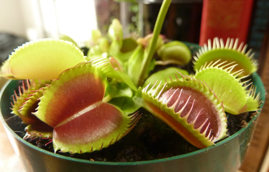 moments of happiness - my venus fly trap