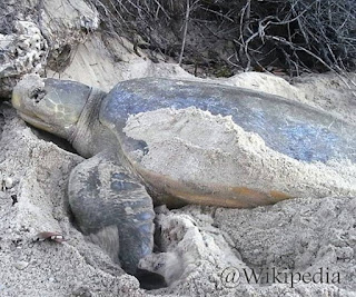Penyu Pipih (Flatback sea turtle) Penyu Pipih (Flatback sea turtle)