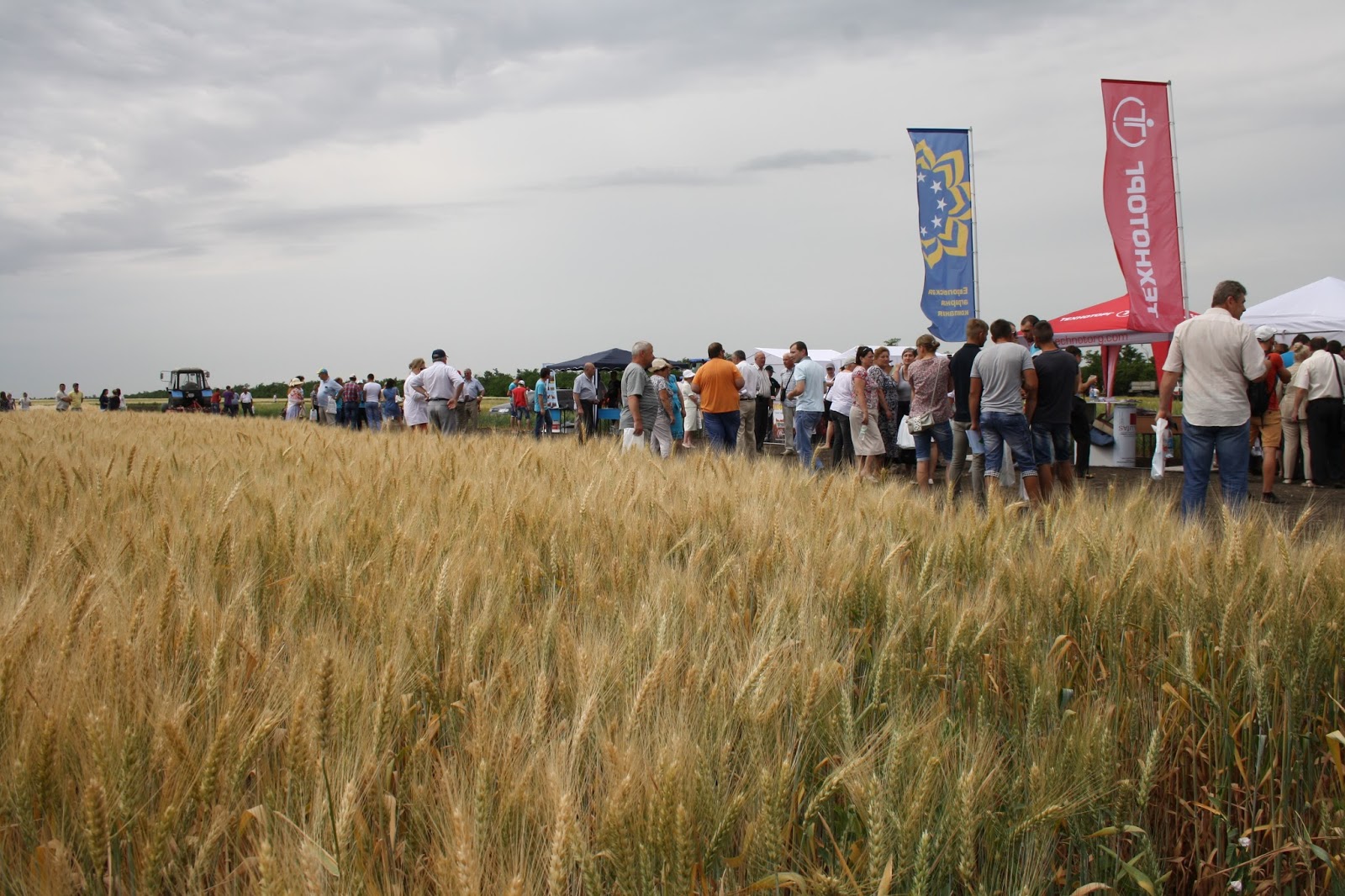 День поля украина
