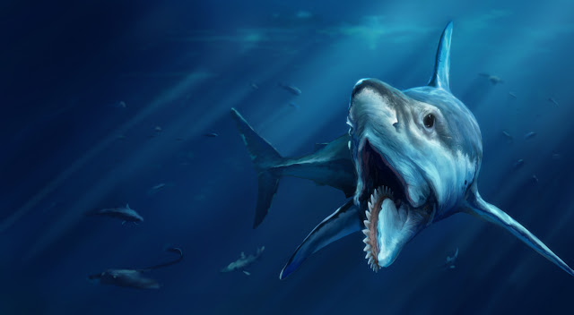 http://sharkopedia.discovery.com/types-of-sharks/helicoprion/#helicoprion-the-buzzsaw-killer