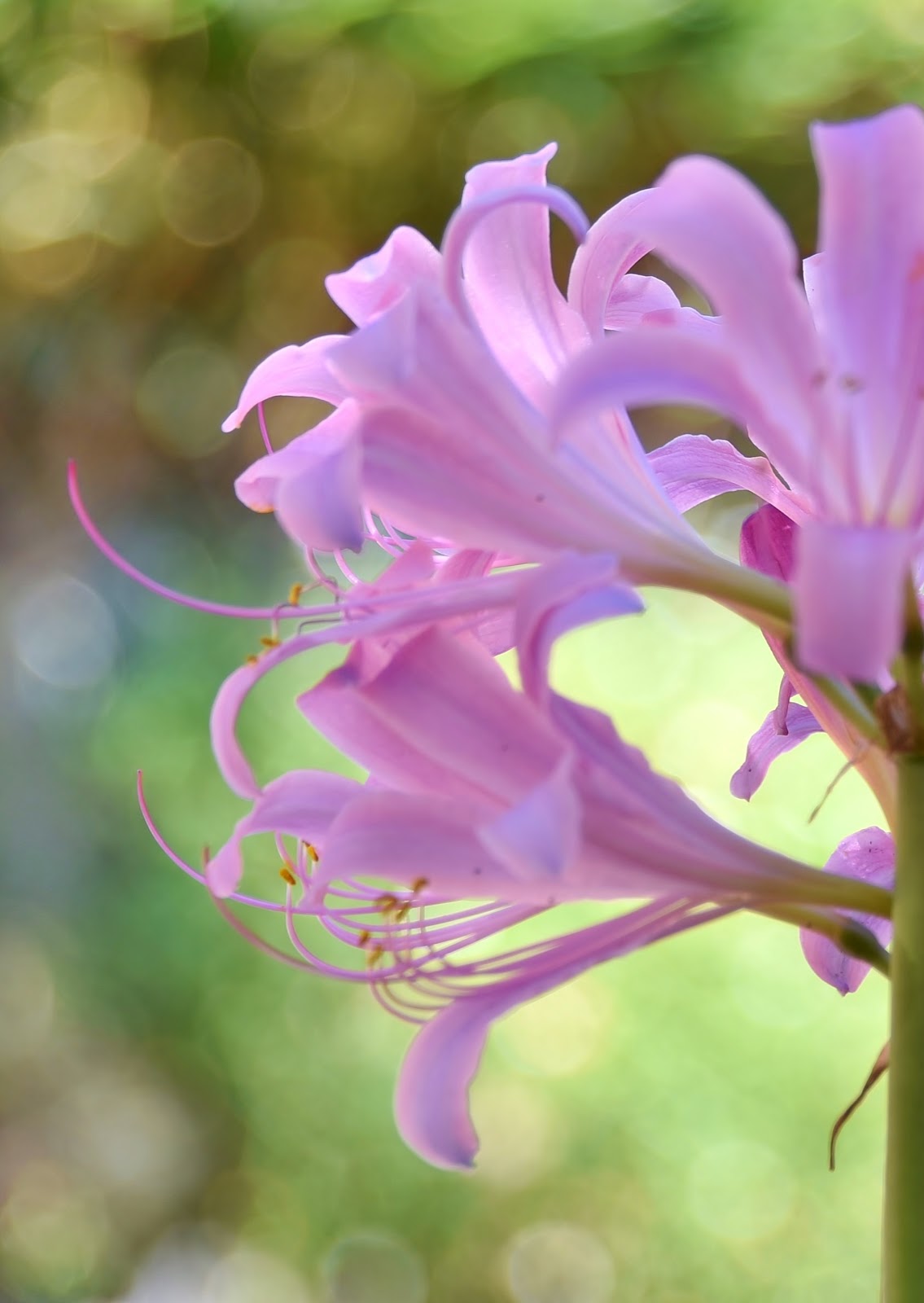 和の花だより リコリス スプレンゲリー