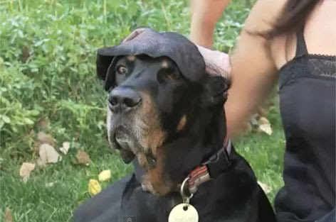 Video : 世界で一番、耳が長いイヌのハーバー ! !