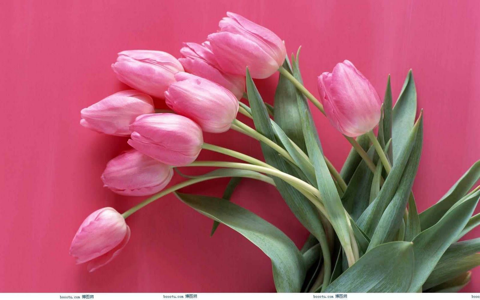 Flower Photos: August 2011