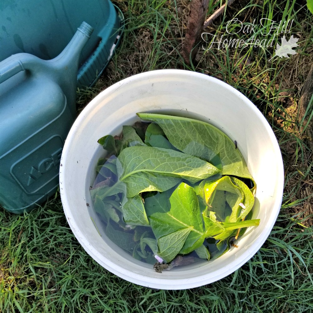 How to Make Comfrey Tea for Your Garden Oak Hill Homestead