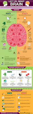 cerebro funciones del cerebro