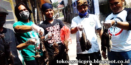 Obat Leptospirosis Obat Leptospirosis