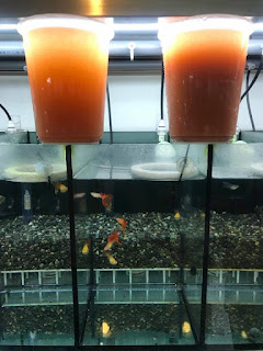 Wadah Budidaya Guppy Jual Wadah Budidaya Guppy, Harga Wadah Budidaya Guppy, Toko Wadah Budidaya Guppy, Diskon Wadah Budidaya Guppy, Beli Wadah Budidaya Guppy, Review Wadah Budidaya Guppy, Promo Wadah Budidaya Guppy, Spesifikasi Wadah Budidaya Guppy, Wadah Budidaya Guppy Murah, Wadah Budidaya Guppy Asli, Wadah Budidaya Guppy Original, Wadah Budidaya Guppy Jakarta, Jenis Wadah Budidaya Guppy, Budidaya Wadah Budidaya Guppy, Peternak Wadah Budidaya Guppy, Cara Merawat Wadah Budidaya Guppy, Tips Merawat Wadah Budidaya Guppy, Bagaimana cara merawat Wadah Budidaya Guppy, Bagaimana mengobati Wadah Budidaya Guppy, Ciri-Ciri Hamil Wadah Budidaya Guppy, Kandang Wadah Budidaya Guppy, Ternak Wadah Budidaya Guppy, Makanan Wadah Budidaya Guppy, guppy breeding Wadah Budidaya Guppy, guppies for sale Wadah Budidaya Guppy, guppy care Wadah Budidaya Guppy, breeding guppies Wadah Budidaya Guppy, male guppies Wadah Budidaya Guppy, female guppies Wadah Budidaya Guppy, guppy aquarium Wadah Budidaya Guppy, baby guppies Wadah Budidaya Guppy, poecilia reticulata Wadah Budidaya Guppy, guppy tank Wadah Budidaya Guppy, guppy fry Wadah Budidaya Guppy, guppy giving birth Wadah Budidaya Guppy, how long do guppies live Wadah Budidaya Guppy, guppys Wadah Budidaya Guppy, guppy guppy Wadah Budidaya Guppy, guppy food Wadah Budidaya Guppy, guppy breeding tank Wadah Budidaya Guppy, fantail guppy Wadah Budidaya Guppy, guppy breeds Wadah Budidaya Guppy, guppy s Wadah Budidaya Guppy, wild guppies Wadah Budidaya Guppy, guppy babies Wadah Budidaya Guppy, guppy varieties Wadah Budidaya Guppy, freshwater guppies Wadah Budidaya Guppy, guppy female Wadah Budidaya Guppy, tropical guppies Wadah Budidaya Guppy, female guppies for sale Wadah Budidaya Guppy, guppy price Wadah Budidaya Guppy, raising guppies Wadah Budidaya Guppy, guppies for sale online Wadah Budidaya Guppy, guppy info Wadah Budidaya Guppy, buy guppies online Wadah Budidaya Guppy, guppy sale Wadah Budidaya Guppy, buy guppies Wadah Budidaya Guppy, guppy diseases Wadah Budidaya Guppy, guppies online Wadah Budidaya Guppy, caring for guppies Wadah Budidaya Guppy, best food for guppies Wadah Budidaya Guppy, food for guppies Wadah Budidaya Guppy, blue guppy Wadah Budidaya Guppy, guppy breeding setup Wadah Budidaya Guppy, guppy birth Wadah Budidaya Guppy, guppy species Wadah Budidaya Guppy, gestation period for guppies Wadah Budidaya Guppy, guppys online Wadah Budidaya Guppy, guppy care sheet Wadah Budidaya Guppy, guppy blue Wadah Budidaya Guppy, keeping guppies Wadah Budidaya Guppy, guppies for sale cheap Wadah Budidaya Guppy, the guppy Wadah Budidaya Guppy, guppy breeding cycle Wadah Budidaya Guppy, show guppies Wadah Budidaya Guppy, thai guppy Wadah Budidaya Guppy, male and female guppies Wadah Budidaya Guppy, what to feed baby guppies Wadah Budidaya Guppy, yellow guppy Wadah Budidaya Guppy, guppy names Wadah Budidaya Guppy, guppy gestation period Wadah Budidaya Guppy, feeding guppies Wadah Budidaya Guppy, guppy genetics Wadah Budidaya Guppy, guppy show Wadah Budidaya Guppy, turquoise guppy Wadah Budidaya Guppy, guppy fry care Wadah Budidaya Guppy, guppy games Wadah Budidaya Guppy, guppy gestation Wadah Budidaya Guppy, guppy colors Wadah Budidaya Guppy, guppy tank setup Wadah Budidaya Guppy, trinidadian guppies Wadah Budidaya Guppy, guppies having babies Wadah Budidaya Guppy, guppy strains Wadah Budidaya Guppy, what do guppies eat Wadah Budidaya Guppy, what to feed guppies Wadah Budidaya Guppy, guppy life span Wadah Budidaya Guppy, how to care for guppies Wadah Budidaya Guppy, guppy male and female Wadah Budidaya Guppy, what is a guppy Wadah Budidaya Guppy, guppy natural habitat Wadah Budidaya Guppy, german guppy Wadah Budidaya Guppy, guppy poecilia reticulata Wadah Budidaya Guppy, guppy images Wadah Budidaya Guppy, images of guppies Wadah Budidaya Guppy, fishguppy Wadah Budidaya Guppy, guppy facts Wadah Budidaya Guppy, how many babies do guppies have Wadah Budidaya Guppy, how big do guppies get Wadah Budidaya Guppy, how to take care of guppies Wadah Budidaya Guppy, fan tailed guppies Wadah Budidaya Guppy, guppy pregnant Wadah Budidaya Guppy, guppy life cycle Wadah Budidaya Guppy, temperature for guppies Wadah Budidaya Guppy, what are guppies Wadah Budidaya Guppy, guppies restaurant Wadah Budidaya Guppy, guppy definition Wadah Budidaya Guppy, guppy meaning Wadah Budidaya Guppy, guppy size Wadah Budidaya Guppy, define guppy Wadah Budidaya Guppy, guppy wiki Wadah Budidaya Guppy, how do guppies give birth Wadah Budidaya Guppy, baby guppys Wadah Budidaya Guppy, guppies bar Wadah Budidaya Guppy, how many fry do guppies have Wadah Budidaya Guppy, guppy behavior Wadah Budidaya Guppy, how many babies does a guppy have Wadah Budidaya Guppy, where do guppies come from Wadah Budidaya Guppy, how do guppies reproduce Wadah Budidaya Guppy, what does guppy mean Wadah Budidaya Guppy, what is guppy Wadah Budidaya Guppy, types of guppy Wadah Budidaya Guppy, guppy guppies Wadah Budidaya Guppy, guppy house hours Wadah Budidaya Guppy, guppys on the go Wadah Budidaya Guppy, guppys restaurant Wadah Budidaya Guppy, guppies definition Wadah Budidaya Guppy, do guppies eat their babies Wadah Budidaya Guppy, gestation guppy Wadah Budidaya Guppy, bubble guppies Wadah Budidaya Guppy, guppy Wadah Budidaya Guppy, Wadah Budidaya Guppy Jakarta, Wadah Budidaya Guppy Bandung, Wadah Budidaya Guppy Medan, Wadah Budidaya Guppy Bali, Wadah Budidaya Guppy Makassar, Wadah Budidaya Guppy Jambi, Wadah Budidaya Guppy Pekanbaru, Wadah Budidaya Guppy Palembang, Wadah Budidaya Guppy Sumatera, Wadah Budidaya Guppy Langsa, Wadah Budidaya Guppy Lhokseumawe, Wadah Budidaya Guppy Meulaboh, Wadah Budidaya Guppy Sabang, Wadah Budidaya Guppy Subulussalam, Wadah Budidaya Guppy Denpasar, Wadah Budidaya Guppy Pangkalpinang, Wadah Budidaya Guppy Cilegon, Wadah Budidaya Guppy Serang, Wadah Budidaya Guppy Tangerang Selatan, Wadah Budidaya Guppy Tangerang, Wadah Budidaya Guppy Bengkulu, Wadah Budidaya Guppy Gorontalo, Wadah Budidaya Guppy Kota Administrasi Jakarta Barat, Wadah Budidaya Guppy Kota Administrasi Jakarta Pusat, Wadah Budidaya Guppy Kota Administrasi Jakarta Selatan, Wadah Budidaya Guppy Kota Administrasi Jakarta Timur, Wadah Budidaya Guppy Kota Administrasi Jakarta Utara, Wadah Budidaya Guppy Sungai Penuh, Wadah Budidaya Guppy Jambi, Wadah Budidaya Guppy Bandung, Wadah Budidaya Guppy Bekasi, Wadah Budidaya Guppy Bogor, Wadah Budidaya Guppy Cimahi, Wadah Budidaya Guppy Cirebon, Wadah Budidaya Guppy Depok, Wadah Budidaya Guppy Sukabumi, Wadah Budidaya Guppy Tasikmalaya, Wadah Budidaya Guppy Banjar, Wadah Budidaya Guppy Magelang, Wadah Budidaya Guppy Pekalongan, Wadah Budidaya Guppy Purwokerto, Wadah Budidaya Guppy Salatiga, Wadah Budidaya Guppy Semarang, Wadah Budidaya Guppy Surakarta, Wadah Budidaya Guppy Tegal, Wadah Budidaya Guppy Batu, Wadah Budidaya Guppy Blitar, Wadah Budidaya Guppy Kediri, Wadah Budidaya Guppy Madiun, Wadah Budidaya Guppy Malang, Wadah Budidaya Guppy Mojokerto, Wadah Budidaya Guppy Pasuruan, Wadah Budidaya Guppy Probolinggo, Wadah Budidaya Guppy Surabaya, Wadah Budidaya Guppy Pontianak, Wadah Budidaya Guppy Singkawang, Wadah Budidaya Guppy Banjarbaru, Wadah Budidaya Guppy Banjarmasin, Wadah Budidaya Guppy Palangkaraya, Wadah Budidaya Guppy Balikpapan, Wadah Budidaya Guppy Bontang, Wadah Budidaya Guppy Samarinda, Wadah Budidaya Guppy Tarakan, Wadah Budidaya Guppy Batam, Wadah Budidaya Guppy Tanjungpinang, Wadah Budidaya Guppy Bandar Lampung, Wadah Budidaya Guppy Kotabumi, Wadah Budidaya Guppy Liwa, Wadah Budidaya Guppy Metro, Wadah Budidaya Guppy Ternate, Wadah Budidaya Guppy Tidore Kepulauan, Wadah Budidaya Guppy Ambon, Wadah Budidaya Guppy Tual, Wadah Budidaya Guppy Bima, Wadah Budidaya Guppy Mataram, Wadah Budidaya Guppy Kupang, Wadah Budidaya Guppy Sorong, Wadah Budidaya Guppy Jayapura, Wadah Budidaya Guppy Dumai, Wadah Budidaya Guppy Pekanbaru, Wadah Budidaya Guppy Makassar, Wadah Budidaya Guppy Palopo, Wadah Budidaya Guppy Parepare, Wadah Budidaya Guppy Palu, Wadah Budidaya Guppy Bau-Bau, Wadah Budidaya Guppy Kendari, Wadah Budidaya Guppy Bitung, Wadah Budidaya Guppy Kotamobagu, Wadah Budidaya Guppy Manado, Wadah Budidaya Guppy Tomohon, Wadah Budidaya Guppy Bukittinggi, Wadah Budidaya Guppy Padang, Wadah Budidaya Guppy Padangpanjang, Wadah Budidaya Guppy Pariaman, Wadah Budidaya Guppy Payakumbuh, Wadah Budidaya Guppy Sawahlunto, Wadah Budidaya Guppy Solok, Wadah Budidaya Guppy Lubuklinggau, Wadah Budidaya Guppy Pagaralam, Wadah Budidaya Guppy Palembang, Wadah Budidaya Guppy Prabumulih, Wadah Budidaya Guppy Binjai, Wadah Budidaya Guppy Medan, Wadah Budidaya Guppy Padang Sidempuan, Wadah Budidaya Guppy Pematangsiantar, Wadah Budidaya Guppy Sibolga, Wadah Budidaya Guppy Tanjungbalai, Wadah Budidaya Guppy Tebingtinggi, Wadah Budidaya Guppy Yogyakarta,