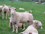 Breeding for Fall Lambs