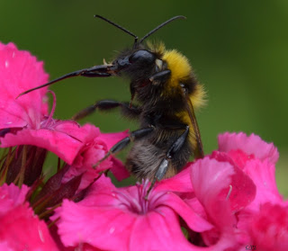 Hummel, bumblebee, hommel, grerëz, bumbar, humlebi, kimalainen Insekten, insekte, insektet, intsektuak, insekti, Насекоми, insekter, insects, Putukad, Hyönteiset, insectes, έντομα, serangga, feithidí, skordýr, insetti,