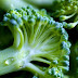This Simple Plant Helps to Clear Damaged Lungs