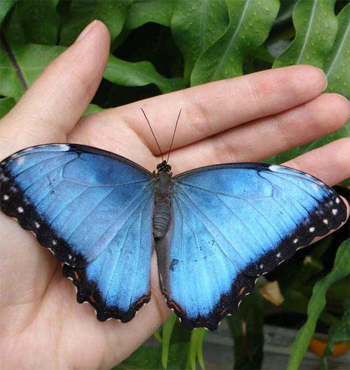 morpho butterfly with ears morpho butterfly with ears